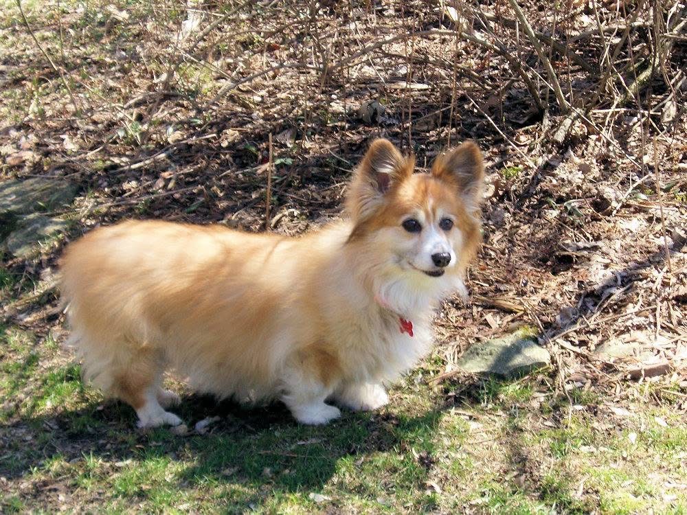 Gertie