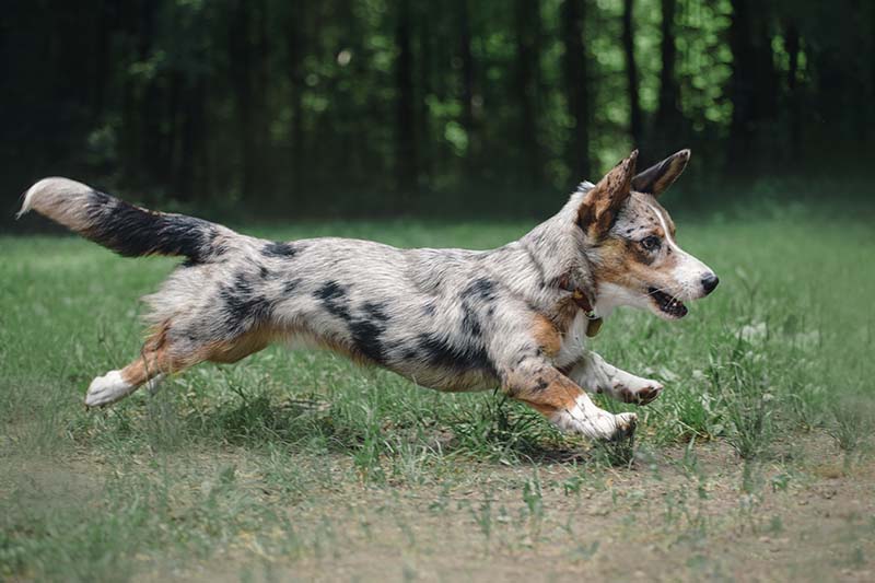 Blue Merle