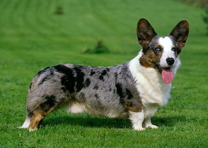 Blue Merle corgi