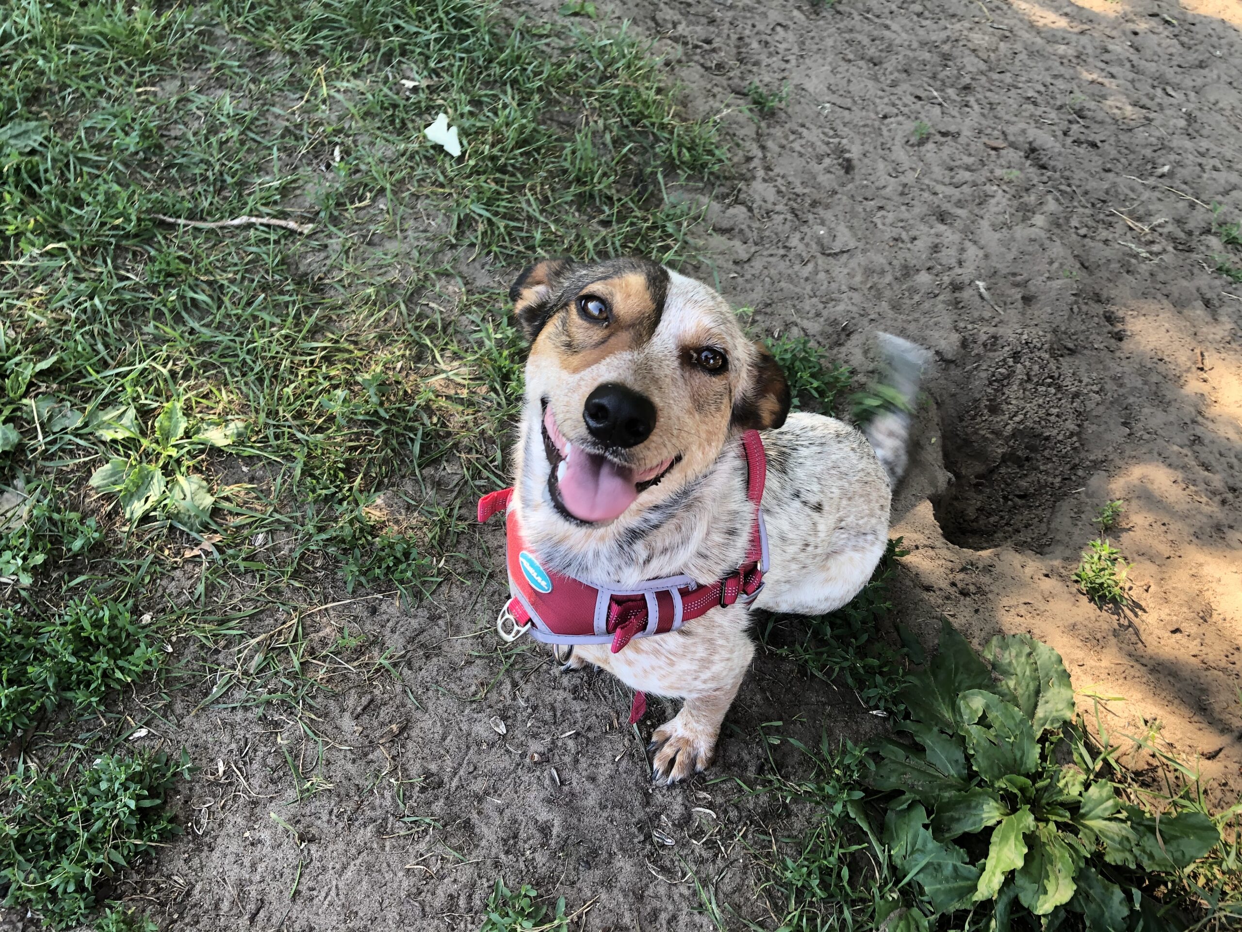 Rosie
