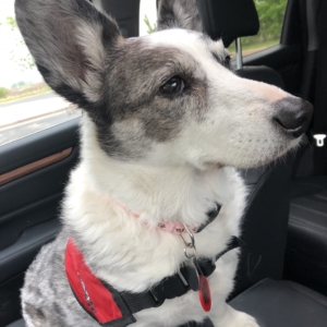 Myrtle